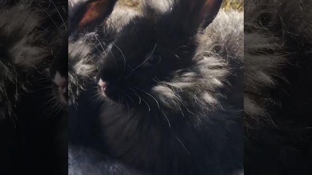 Носик , Немецкая Ангора смотреть онлайн