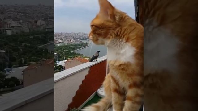 Кот разговаривает с вороной. смотреть онлайн