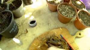 Пион узколистный/ рaeonia tenuifolia/воронец/ пересадка