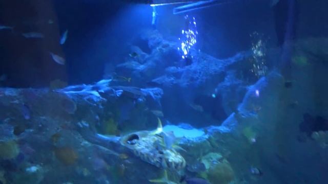 SEA LIFE Grapevine Texas Aquarium Tour & Review with The Legend смотреть онлайн