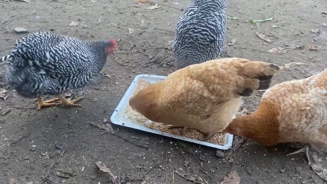 Птичий грипп и условия выставки кур смотреть онлайн