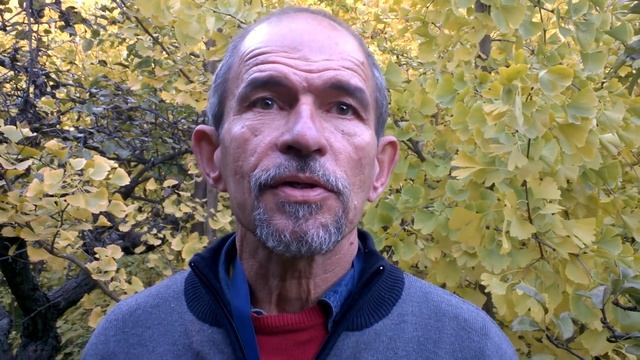 Ginkgo Biloba Planter- Човекът, който отглежда и разсажда дървото Гинко билоба