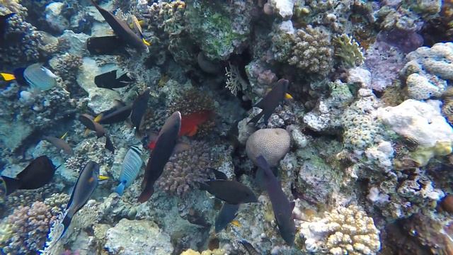 Royal Brayka Beach Resort , Brayka Bay Reef Resort, Reef, Marsa Alam, Egypt, 2018.12.15 смотреть онлайн