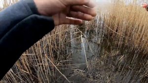 ЛЕЩ ПРЕТ КАМЫШ ТРЕЩИТ! ЛОВЛЯ ЛЕЩА НА БОКОВОЙ КИВОК! РЫБАЛКА НА ЛЕЩА ВЕСНОЙ. лещ на удочку.