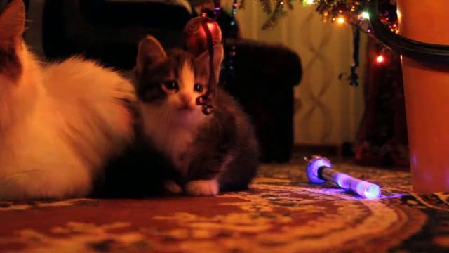 Самое смешное видео. Смешное видео про котов. Котёнок Валерочка рядом с мамой