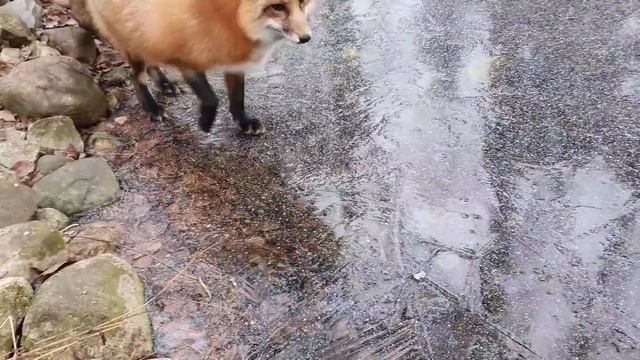 Ли Сяо / Alice the Fox Лиса Алиса (Место, где, по мнению лисы, Белому не положено находиться) смотреть онлайн