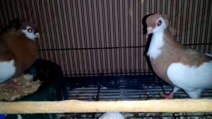 Желтопегий турман. Голуби  Тула.