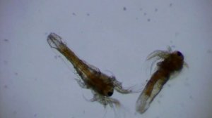 Рачки артемии под микроскопом