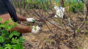 Обрезка Хурмы