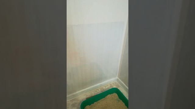 кот дерет обои возле лотка смотреть онлайн