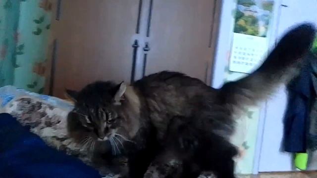Кот Марс. Снова пришёл за лаской. смотреть онлайн