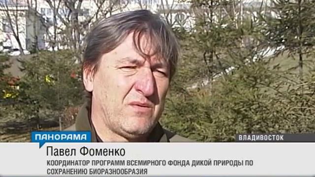 Мужчина погиб после нападения на него уссурийского тигра смотреть онлайн