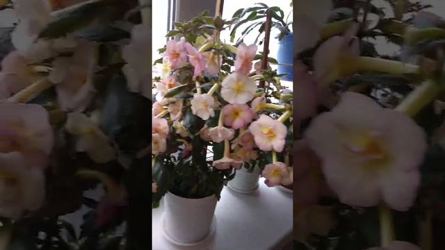 Цветение ахименесов 18.08.2021 смотреть онлайн