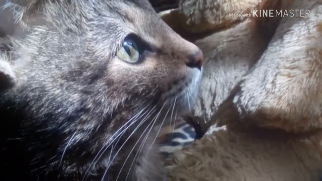 Фото моего кота Тимошки смотреть онлайн