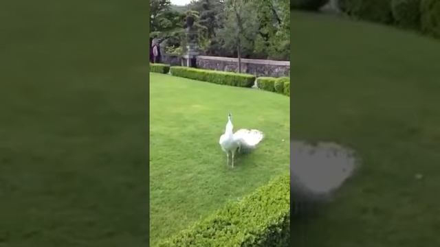 Павлин красивый, под арабскую музыку смотреть онлайн