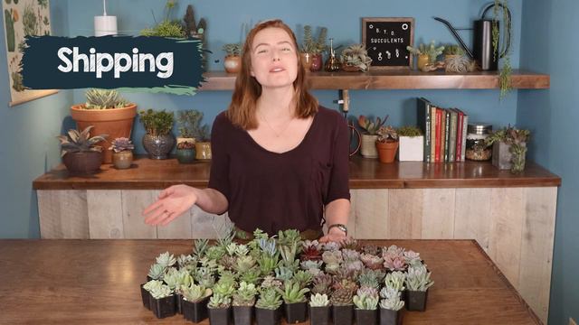 How to Order a Build-Your-Own Wholesale Succulent Tray смотреть онлайн