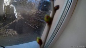 ?КАК ВЫРАСТИТЬ ДЕРЕВО ИЗ ВЕТКИ | 1 год наблюдения