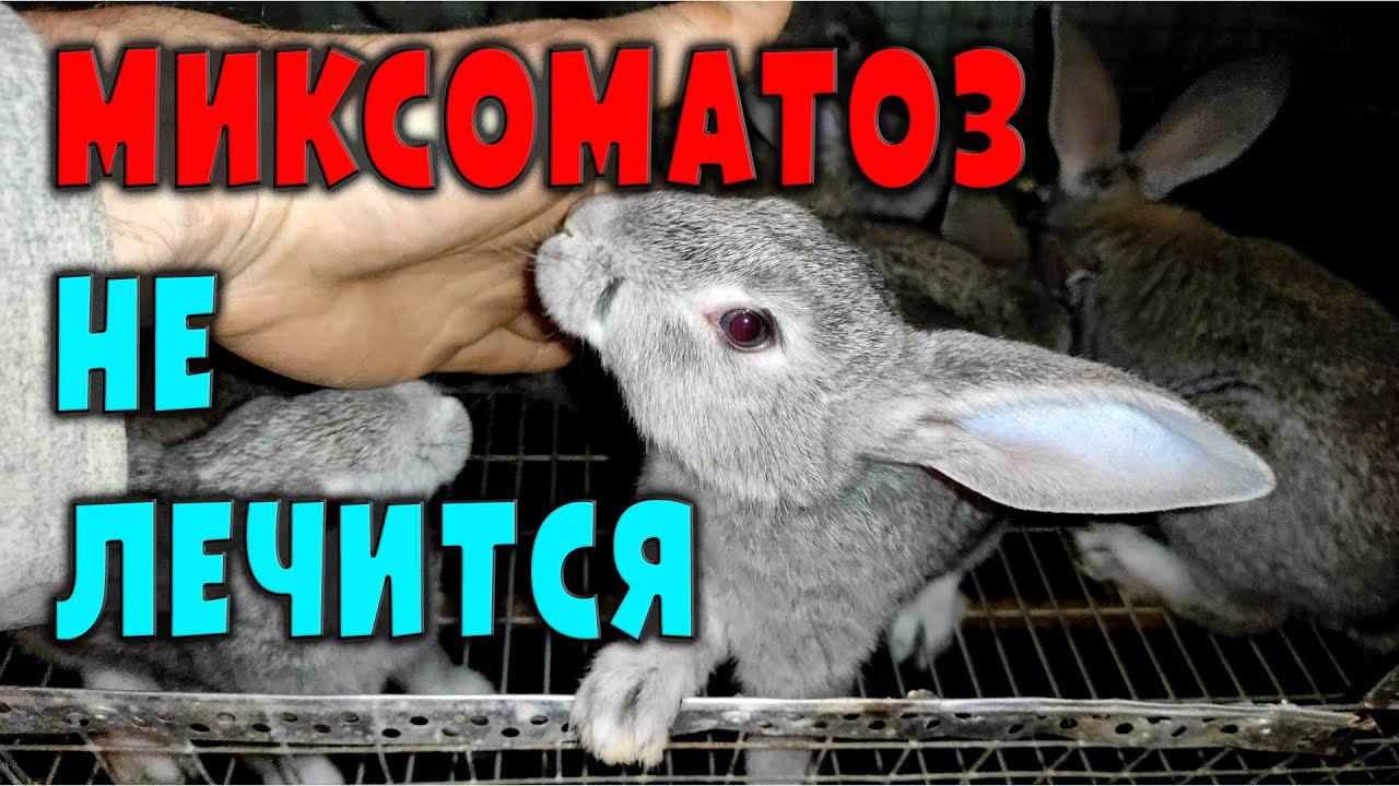 Миксоматоз неизлечим смотреть онлайн