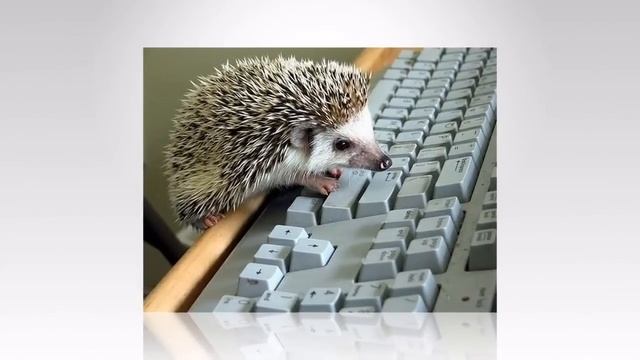 Песенка про ёжика. смотреть онлайн