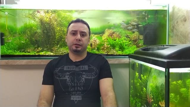 Микроэлементы и аквариумные растения смотреть онлайн