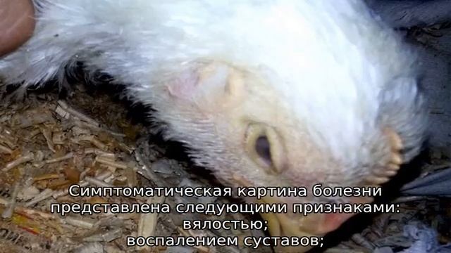 Болезни бройлеров смотреть онлайн