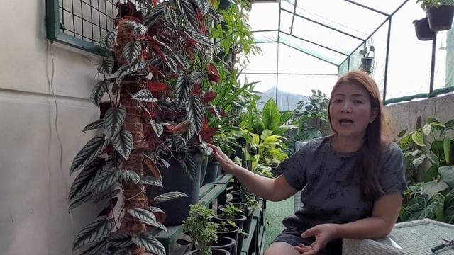 CISSUS DISCOLOR PLANT CARE TIPS/PROPAGATION