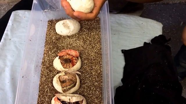 2015 Ball Python Clutch #3 Egg Cutting w/ a Surprise! смотреть онлайн