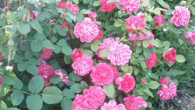 Очень гармоничная роза Д.Остина??? смотреть онлайн