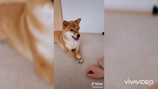Pet home cats and dogs funny #C смотреть онлайн