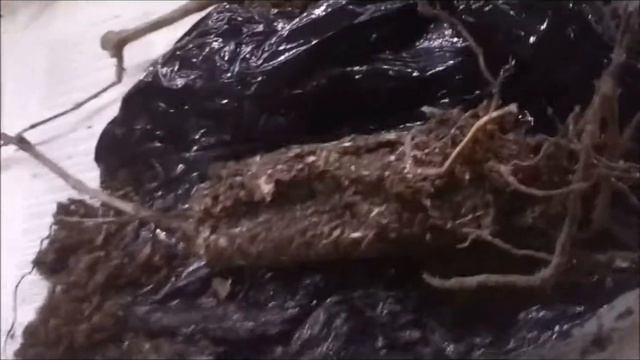 Покупка саженцев Агро-Маркет 24, посмотрите это видео прежде чем покупать или нет??? смотреть онлайн