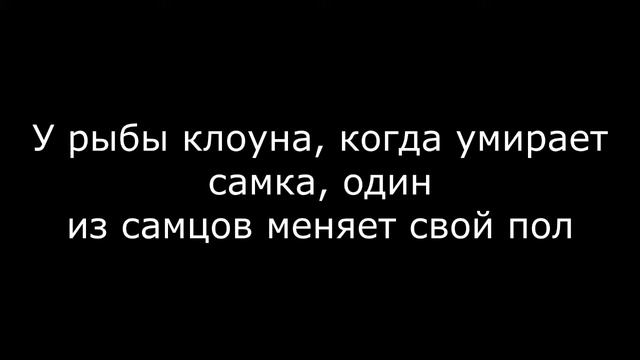 Рыба - клоун смотреть онлайн