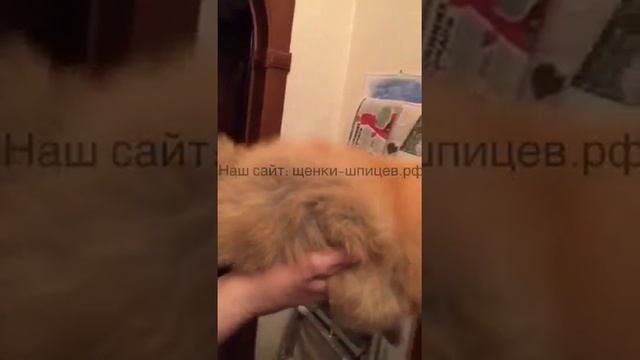 Рыжий (Оранж) шпиц Мишка в Москве смотреть онлайн
