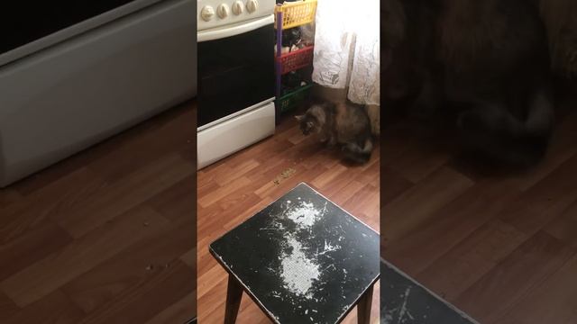 Кошка моя блюёт смотреть онлайн