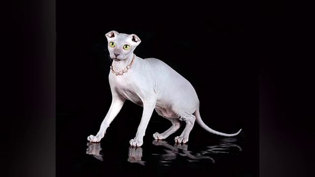 Домашні улюбленці. Український левкой: унікальна порода котів