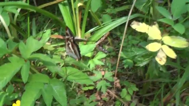 Бабочки переливницы у ст. Шониха 28.06.2009 смотреть онлайн