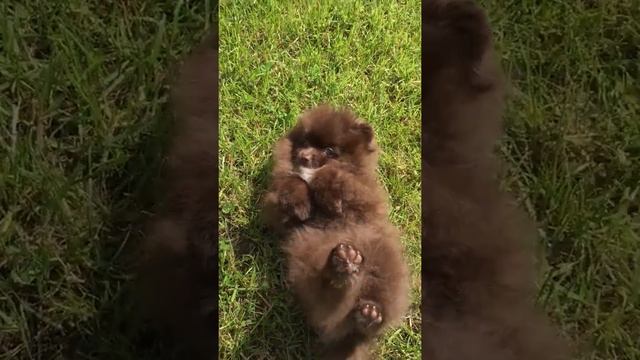 Невозмутимый шоколадный шпиц))) смотреть онлайн
