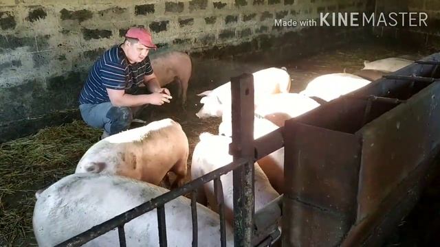 Сколько Килограм Сухова корма в сутки я Даю Свиньям, смотреть онлайн