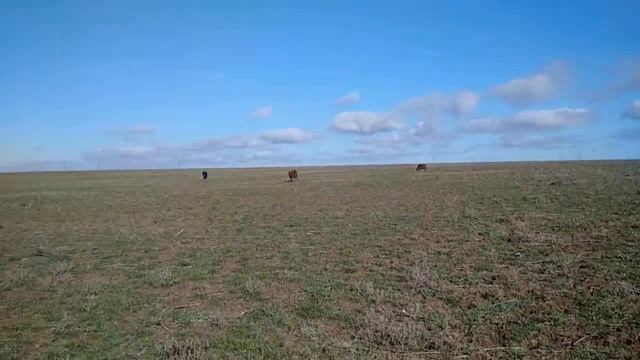 5 гектар под Родовое поселение, земля с/х назначения в хорошем месте, участок №158. 450.000 тыс.руб смотреть онлайн