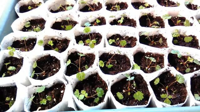 Пикировка земляники - самый правильный способ пикировки рассады! смотреть онлайн