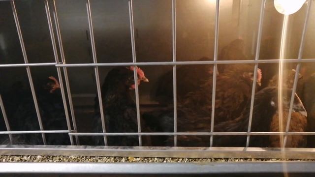 Как вырастить цыплят зимой без потерь. смотреть онлайн