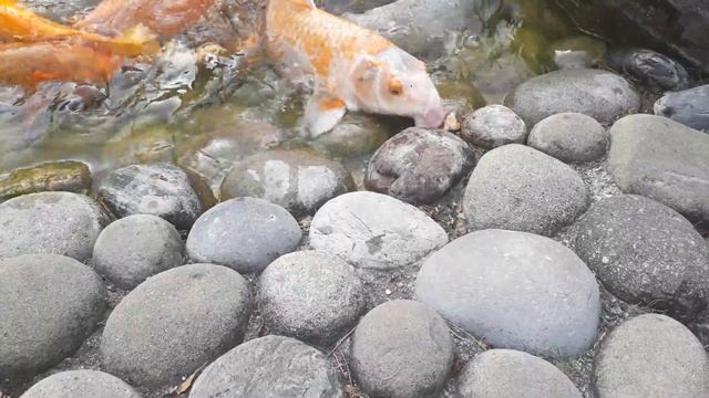 Пляж Монако . Японский садик, кормим рыбок. смотреть онлайн