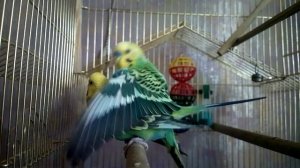 Спаривание волнистых попугаев | Budgies Parrots Mating | Parrots Love