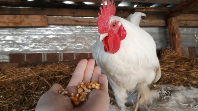 Петух клюет кукурузу из рук🐓, жизнь в деревне смотреть онлайн