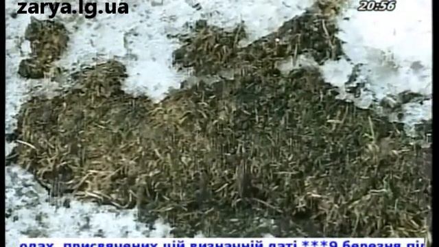 Где будет проводить свои матчи «Заря»? ВИДЕО смотреть онлайн