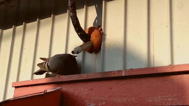 Голуби +30 жары, как спасаются от городского зноя смотреть онлайн