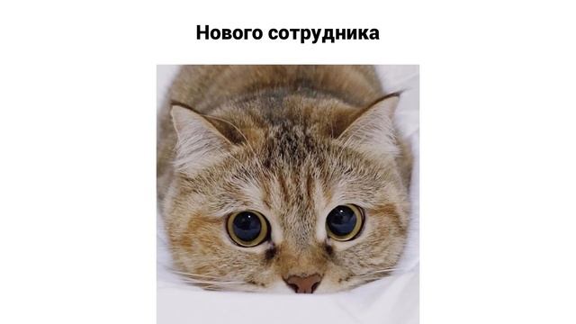 ВСЯ РАЗНИЦА В ОДНОМ ФОТО))) СОБАКИ VS КОТЫ) Приколы с котами | Мемозг 798 смотреть онлайн