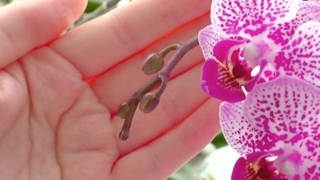 ОРХИДЕИ Цветение орхидей в сентябре 2020 смотреть онлайн