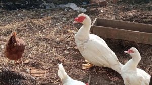 ?Йодная шашка. Дезинфекция курятника.Опилки.