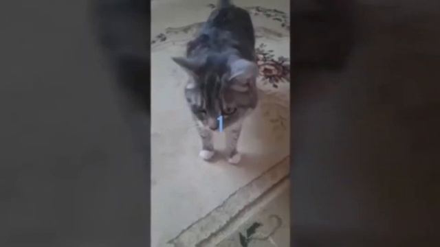 Как ухаживать за кошкой ! смотреть онлайн