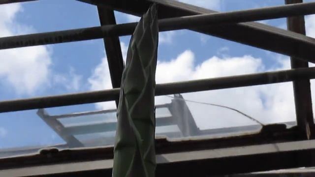 Агавы готовятся зацвести (в Киеве) смотреть онлайн